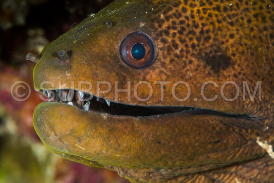 giant moray head closeup