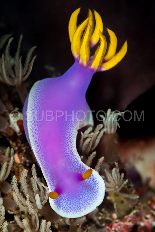 Photo de beau nudibranche hypselodoris bullockii