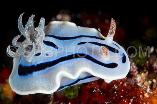 nudibranch chromodoris willani Rudman