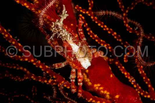 Photo de araignée de mer déprimée sur corail mou