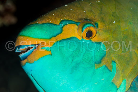 greenthroat parrotfish head closeup