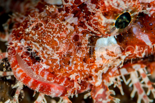 tasseled scorpionfish head