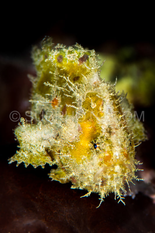 juvenile freckled frogfish