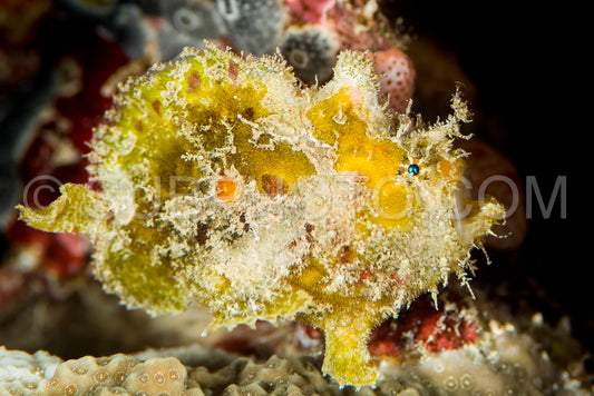 juvenile freckled frogfish