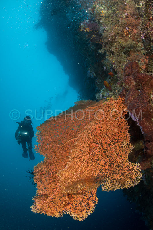 diver looking for pygmee seahorse in a sea fan on a coral reef