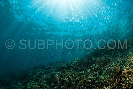 sun rays on a coral reef with small fishes