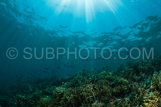 sun rays on a coral reef with small fishes