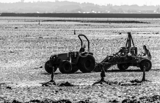 Man harvesting shells at low tide with its tractor