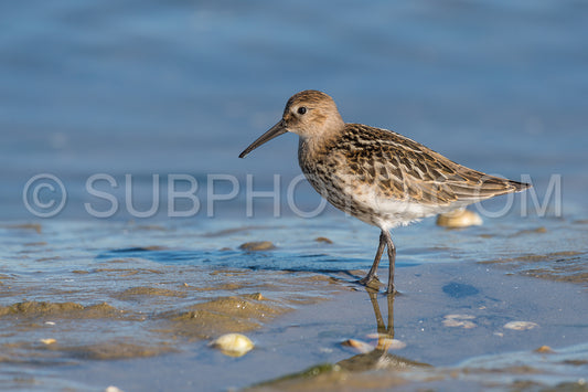 Photo de Bécasseau variable (calidris alpina) à marée basse à la recherche de coquillages et de vers marins