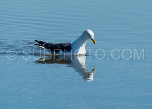 Sea gull looking for shells
