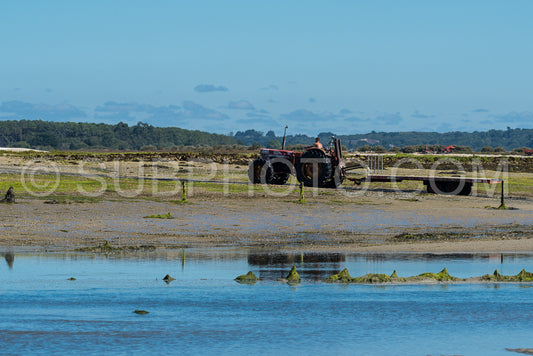 Man harvesting shells at low tide in front of a shelter cross in the morning