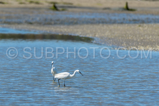 egret hunting at low tide