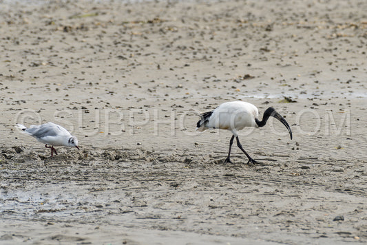 Black-headed Ibis looking for sea worms at low tide