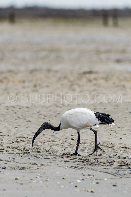 Black-headed Ibis looking for sea worms at low tide