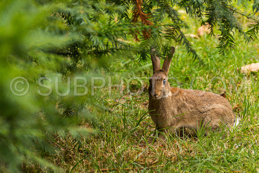Photo de Lapin de garenne dans l'herbe
