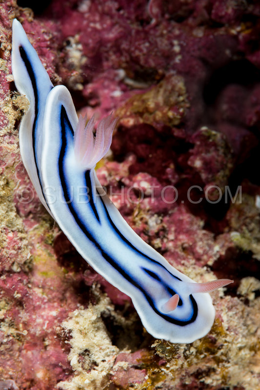 nudibranch chromodoris lochi Rudman