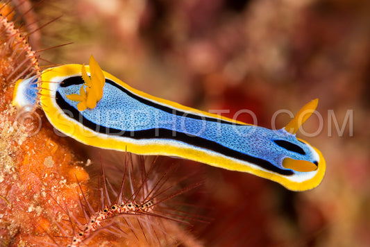 colorful sea slug chromodoris annae Berg