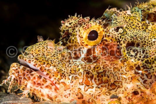 tasseled scorpionfish head