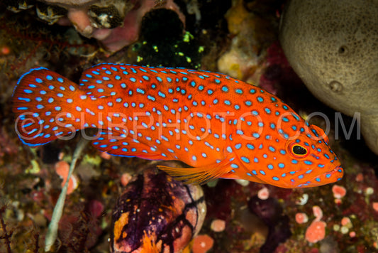 coral grouper on a coral reef