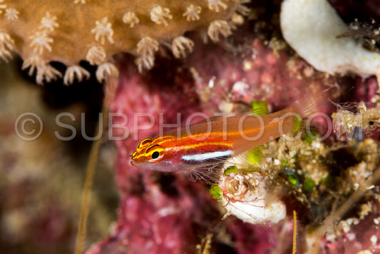 neon dwarfgoby fish