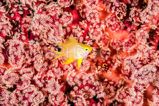 juvenile golden damsel dameselfish