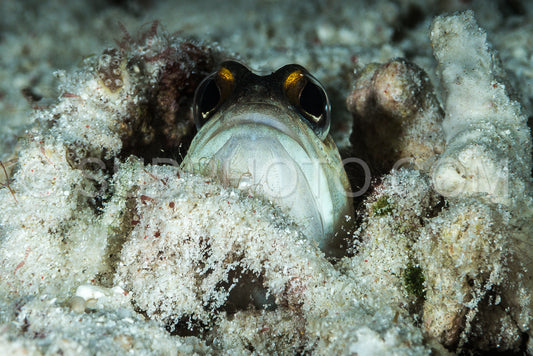 gold-marked shrimpgoby fish in its sand hole