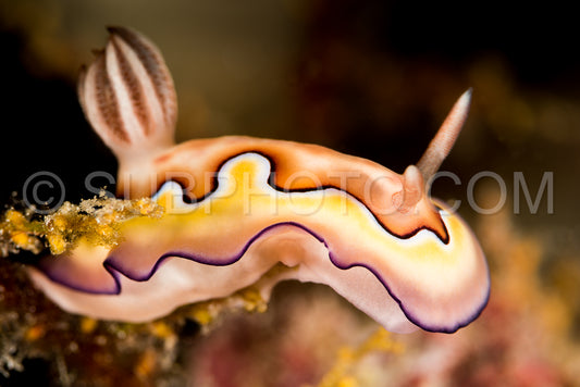 goniobranchus coi nudibranch closeup
