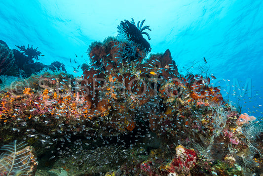 largespined glassfish aggregation swarm on a coral reef