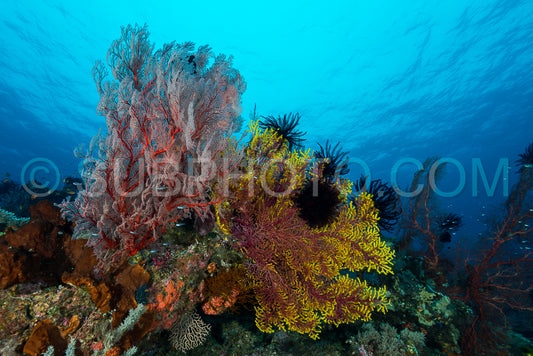 Photo de éventail de mer sur la pente d'un récif corallien avec surface de l'eau visible et poissons