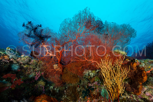 Photo de éventail de mer sur la pente d'un récif corallien avec surface de l'eau visible et poissons