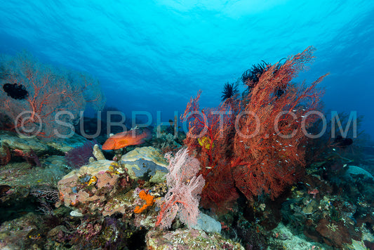 Photo de éventail de mer sur la pente d'un récif corallien avec surface de l'eau visible et poissons