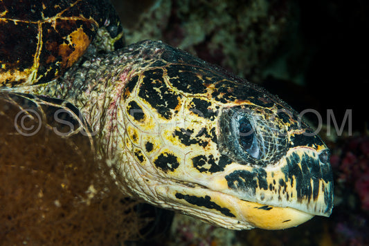 Hawksbill sea turtle head closeup
