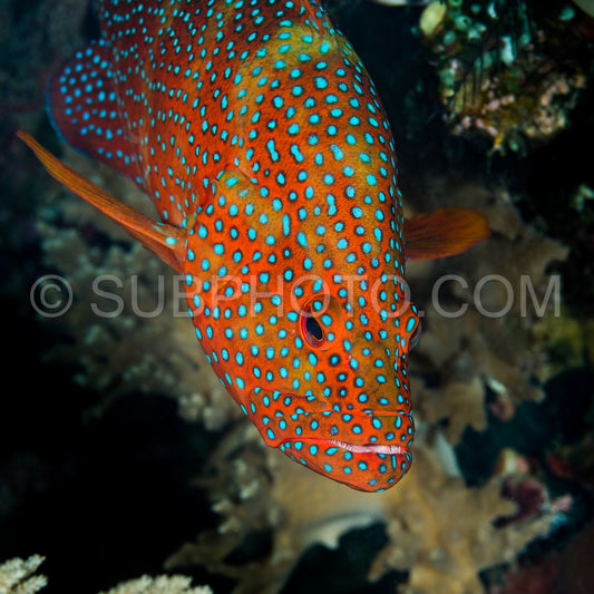 coral grouper on a coral reef