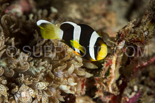 Photo de poisson anémone de clark