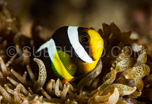 Photo de poisson anémone de clark