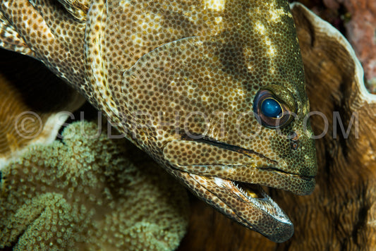 netfin grouper fish head closeup