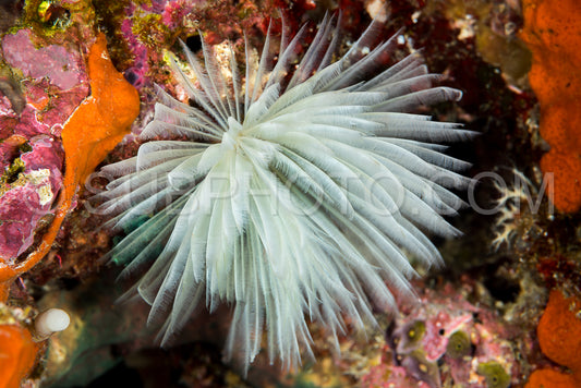 common feather duster worm