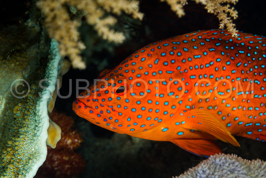 coral grouper on a coral reef