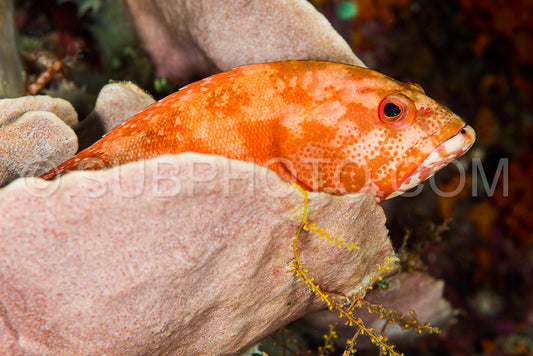leopard grouper fish