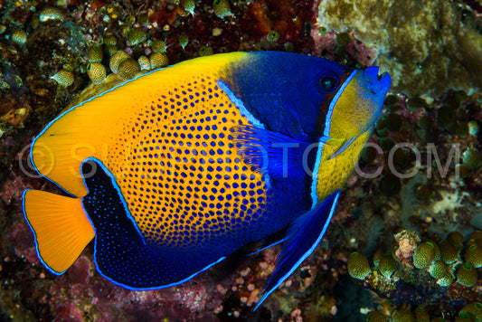 blue-girdled angelfish fish