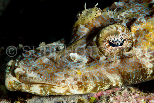 Photo de crcodile à yeux frangés poisson à tête plate