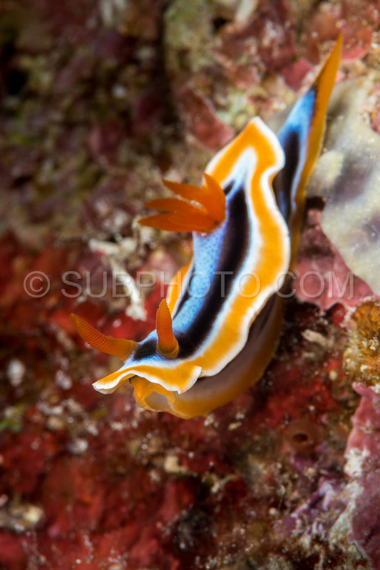 colorful sea slug chromodoris annae Berg