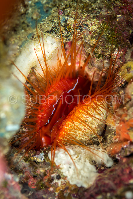 electric fileclam clam