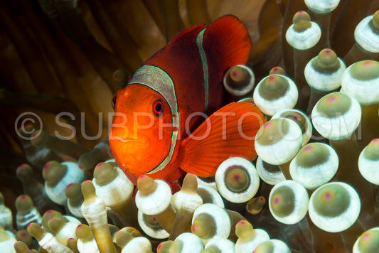 spinecheek anemonefish fish