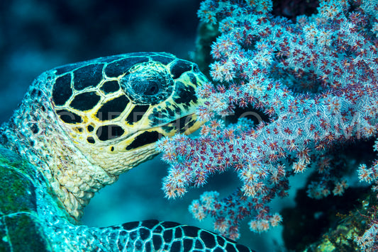 Hawksbill sea turtle head closeup feeding