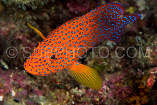 coral grouper on a coral reef