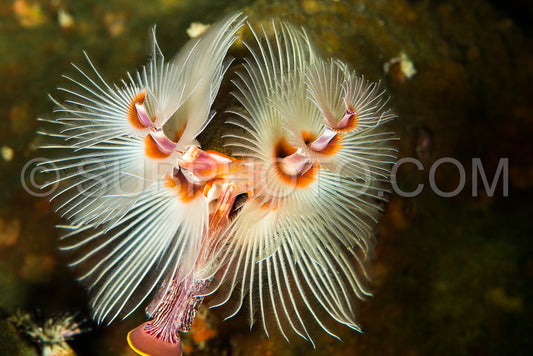 Spirobranchus giganteus- commonly known as Christmas tree worms- are tube-building polychaete worms belonging to the family Serpulidae