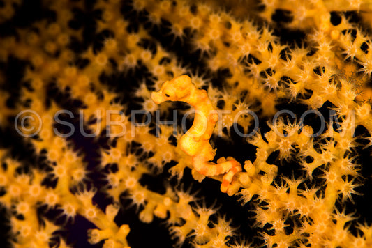 Denise's pygmy seahorse in the Raja Ampat
