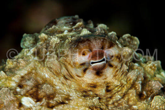 coconut octopus head closeup