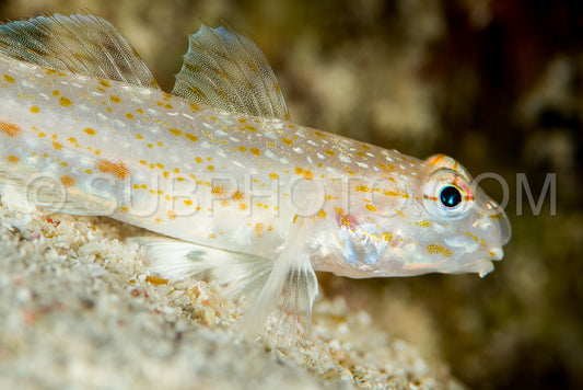 undetermined goby fish